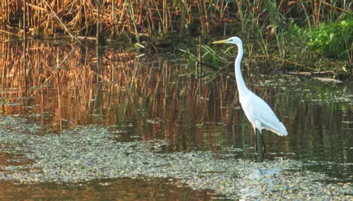 Exploreaza Delta Dunarii 2026 Sfantu Gheorghe Complex Green Village