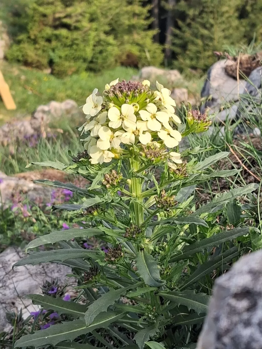 Revelion 2026 in Muntii Rarau Hotel Alpin Rarau