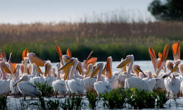 Descopera Delta Dunarii 2025 Crisan Pensiunea Ovidiu