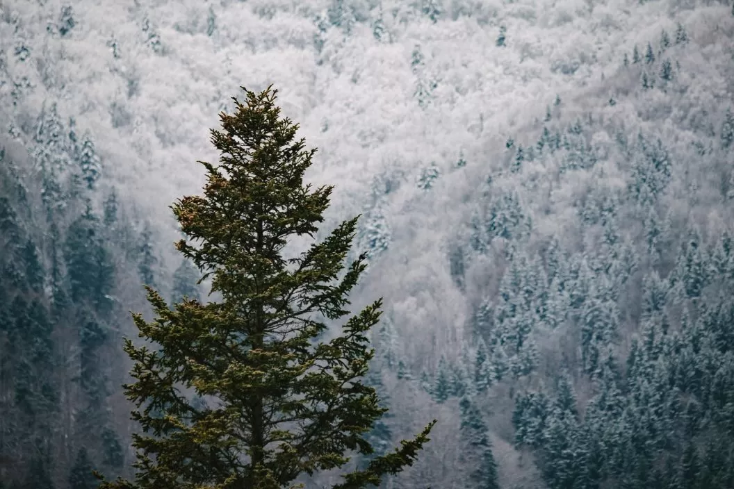 Relaxare si Tonifiere 2024 Baile Tusnad Hotel Ciucas