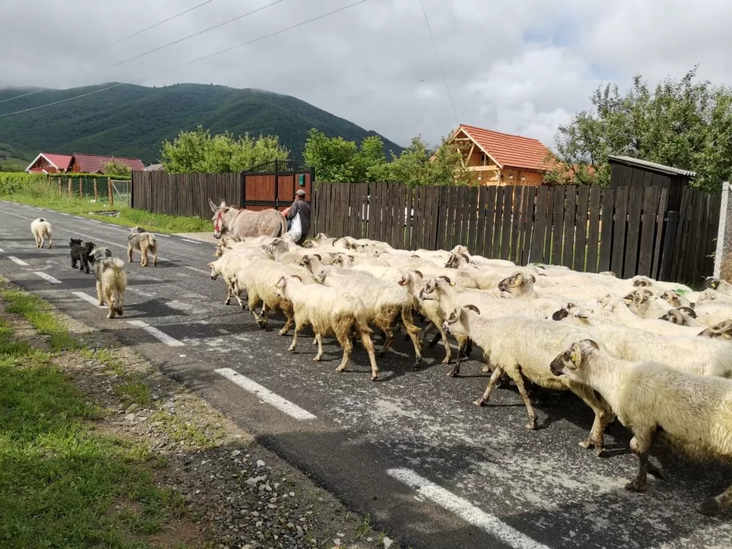 Rusaliile 2025 Gura Raului Pensiunea Valtoare***** 