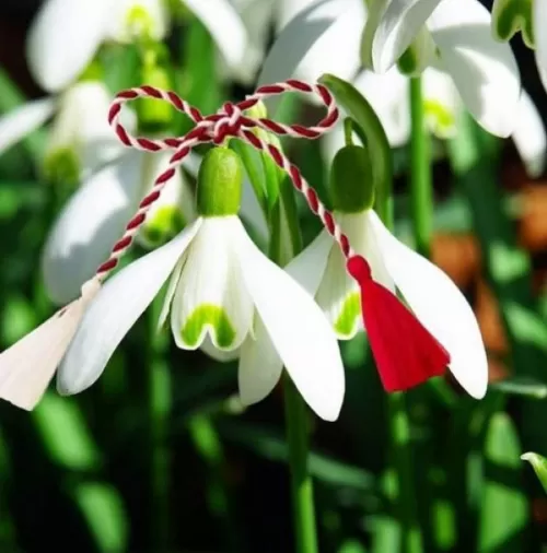 Ziua Femeii 2026 la Mamaia Hotel Sulina****