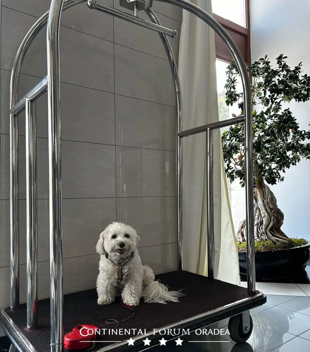 Cazare 2025 Oradea Hotel Continental Forum