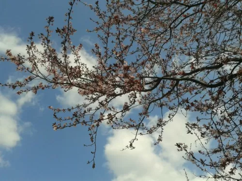 Ziua Femeii 2026 in Baile Olanesti Hotel Cascada