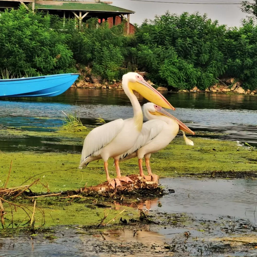 Sejur All Inclusive in Delta Dunarii 2025 Mila 23 Pensiunea Gigant Fish