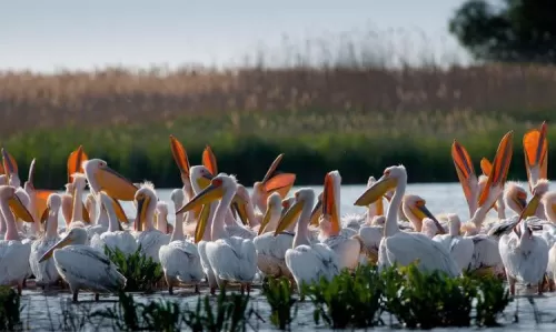 Descopera Delta Dunarii 2025 Crisan Pensiunea Ovidiu