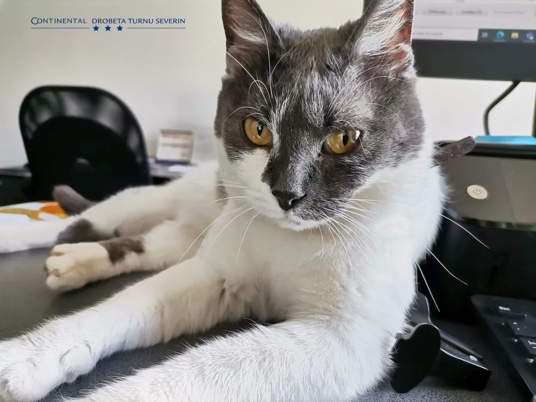 Revelion 2026 Ani de Liceu Drobeta Turnu Severin Hotel Continental Drobeta Turnu Severin