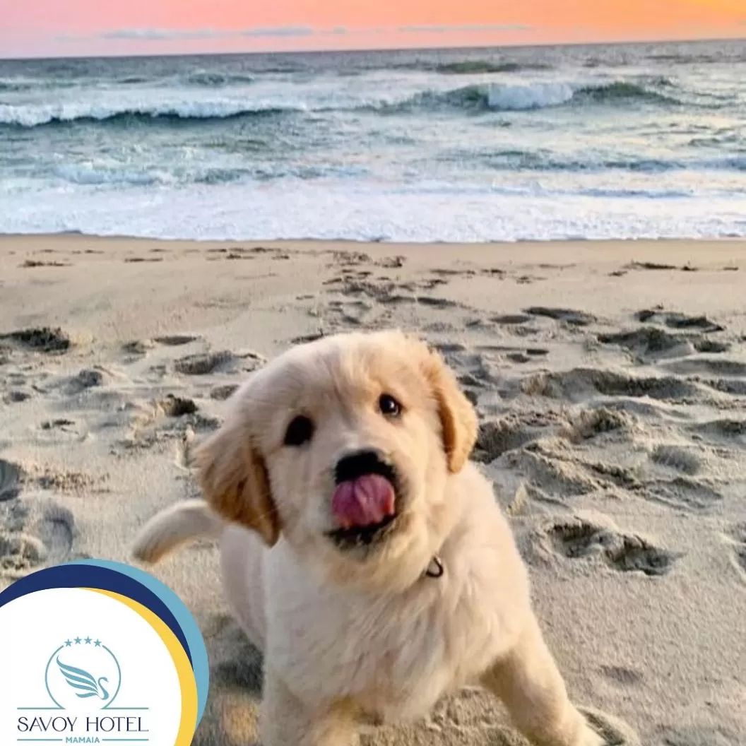 Sejur litoral 2026 Mamaia Hotel Savoy