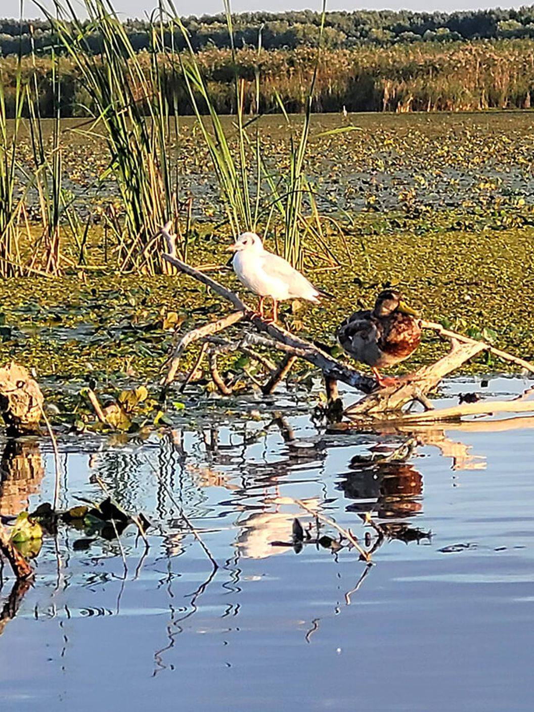 Sarbatori de Pasti 2025 Delta Dunarii Baltenii de Sus RESORT WELS