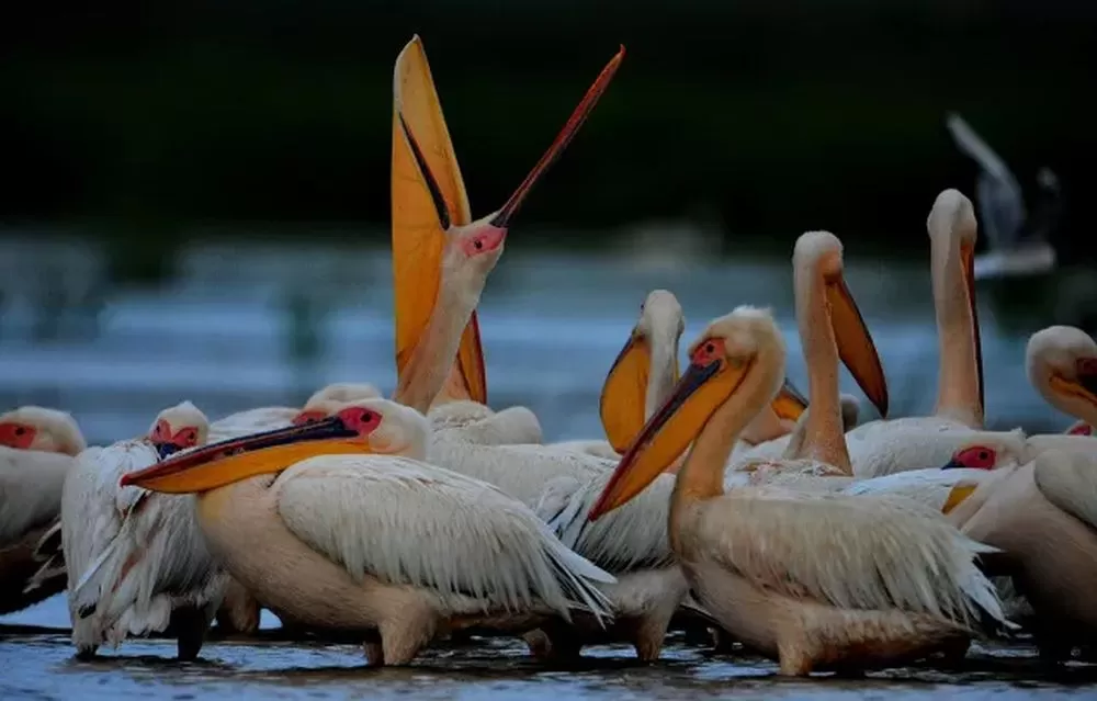 Ziua Copilului si Rusaliile 2023 in Delta Dunarii Sfantu Gheorghe Pensiunea Delta Marina***