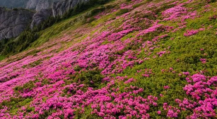 Splendoarea Bujorului de Munte in Muntii Ciucas