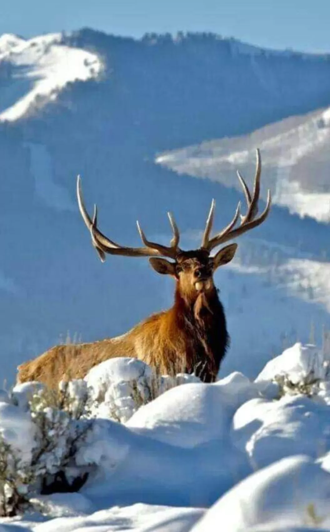 Revelion 2026 in Muntii Rarau Hotel Alpin Rarau