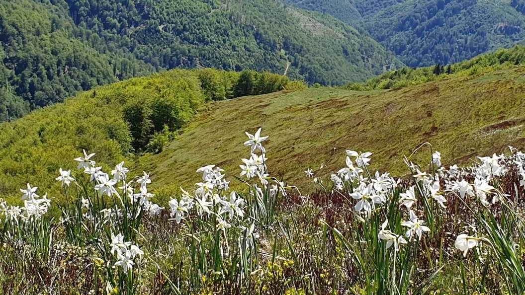 Revelion 2025 la Schi in Straja Cabana Edelweiss
