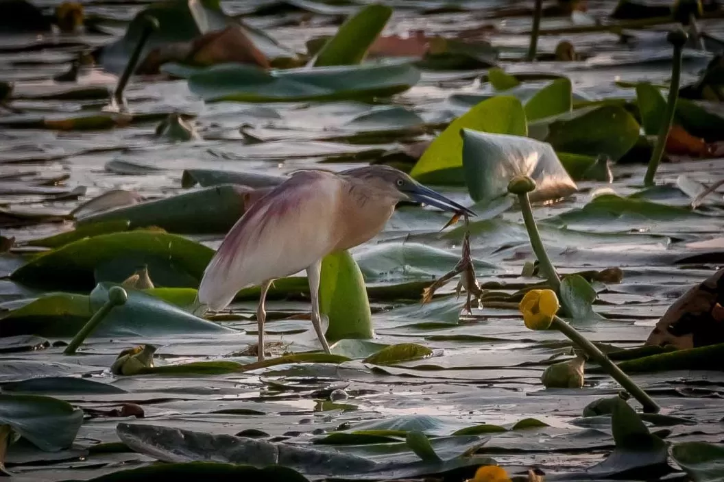 1 Mai 2026 Delta Dunarii Crisan Resort Delta Boutique & Carmen Silva
