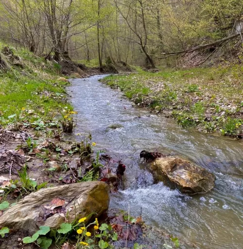 Floriile 2026 in Tinutul Buzaului Colti Plaiul Alunisului