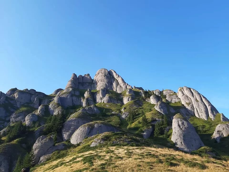 Splendoarea Bujorului de Munte in Muntii Ciucas
