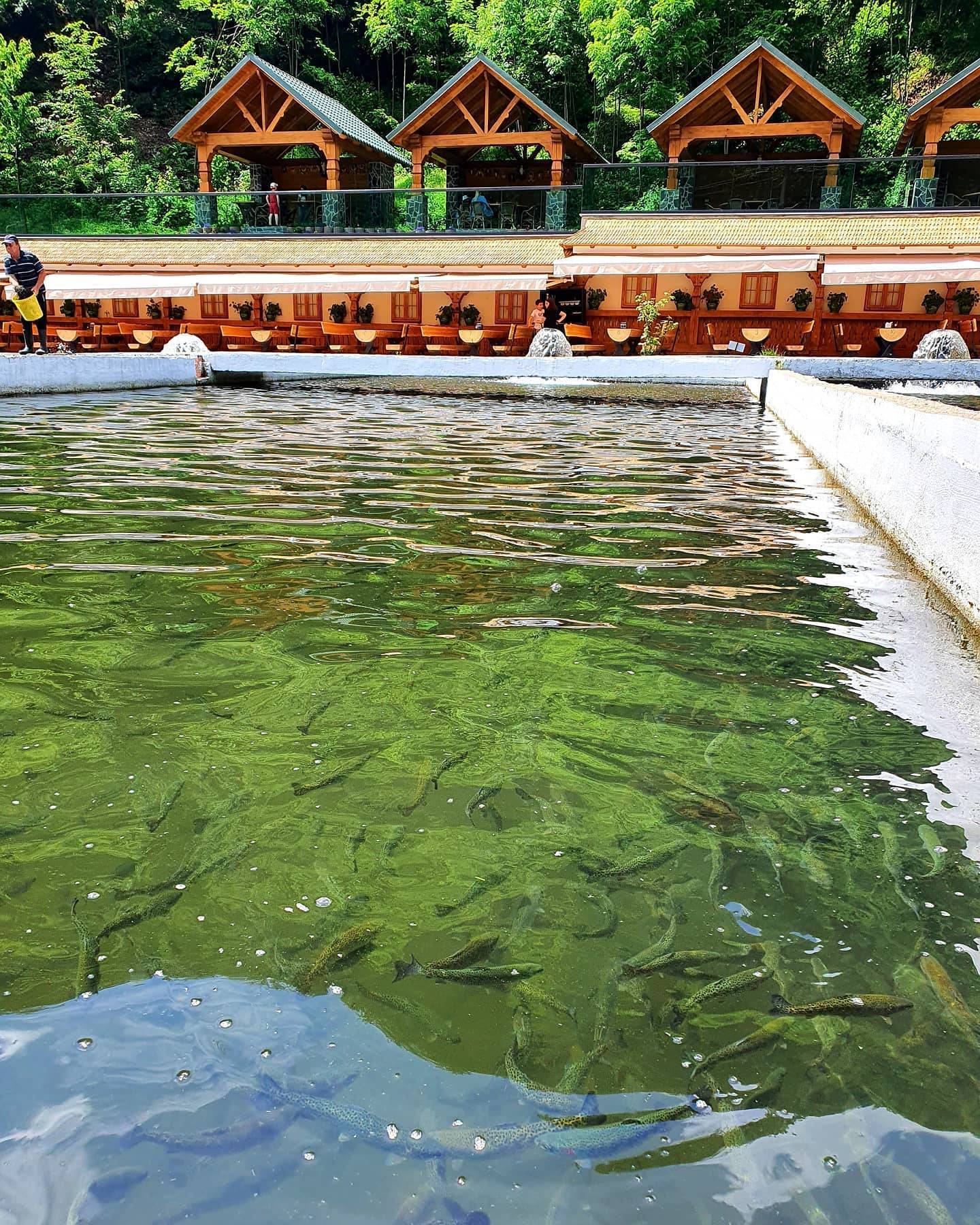 Vacanta in Maramures 2023 Baia Mare Firiza Complex Lostrita**** 