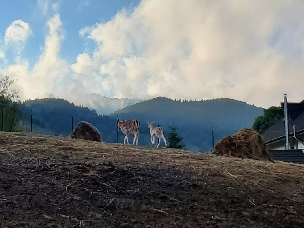 Sarbatori de Pasti 2026 in mijlocul naturii Fundata Sirnea Domeniul Valea Lupilor