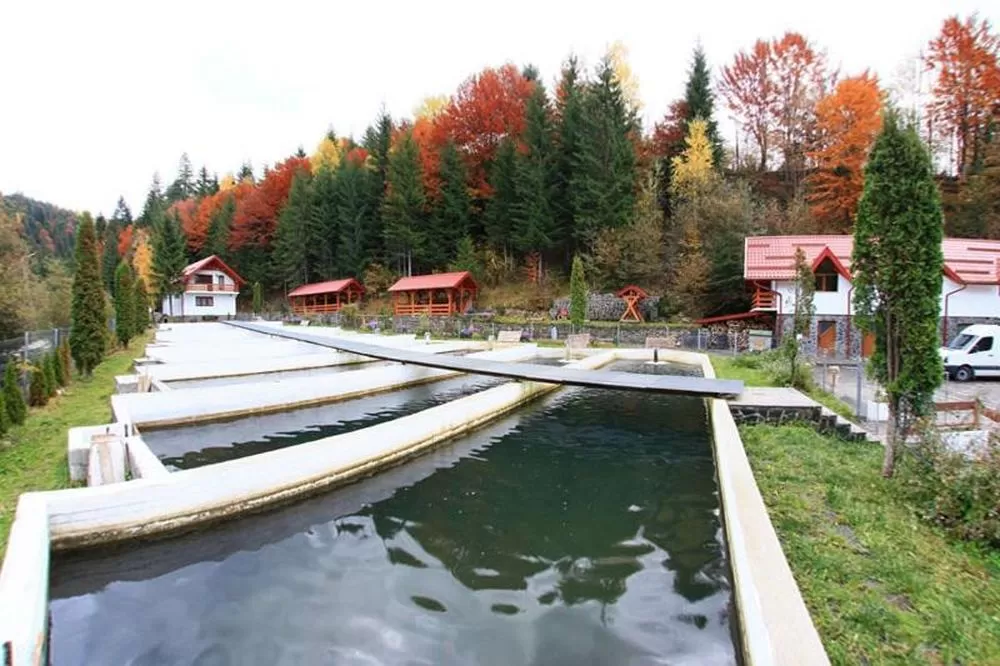Sejur odihna 2025 Maramures Borsa Hotel Paltinis