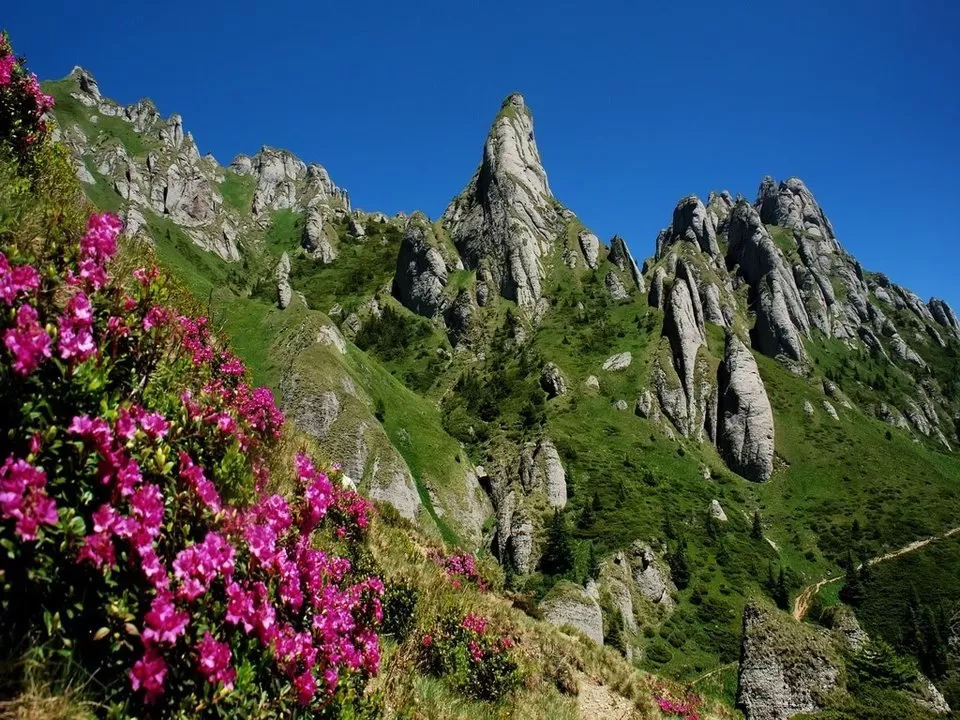 Splendoarea Bujorului de Munte in Muntii Ciucas
