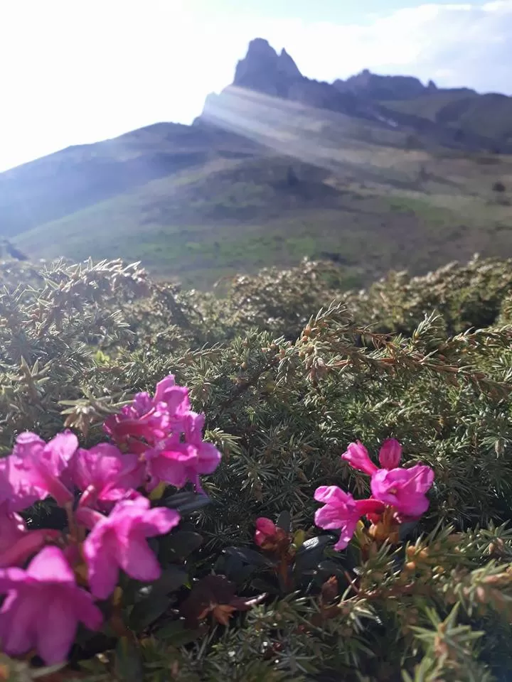 Splendoarea Bujorului de Munte in Muntii Ciucas