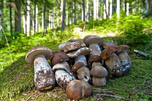 Festinul Hribilor 2023 in Bucovina Manastirea Humorului Hotel Floare de Colt***