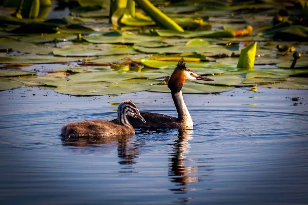 Rusalii 2026 Delta Dunarii Crisan Resort Delta Boutique & Carmen Silva