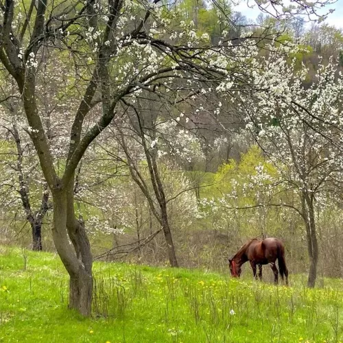 Ziua Internationala a Muncii 2026 in tinutul Buzaului Alunis Colti Plaiul Alunisului***