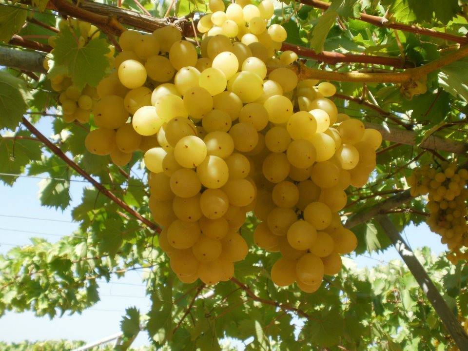 Tratament Balnear 2025 Bazna Pensiunea Bassen