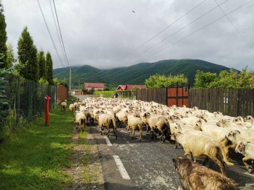 Vacanta in Marginimea Sibiului Gura Raului Pensiunea Norica