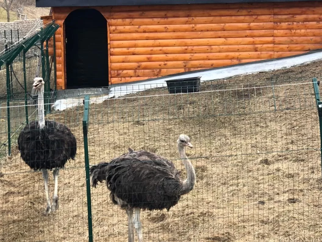 Revelion 2024 in mijlocul naturii Fundata Sirnea Domeniul Valea Lupilor***
